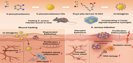 促進傷口修復的蜂源納米水凝膠研發成功 生物基材料技術的新突破