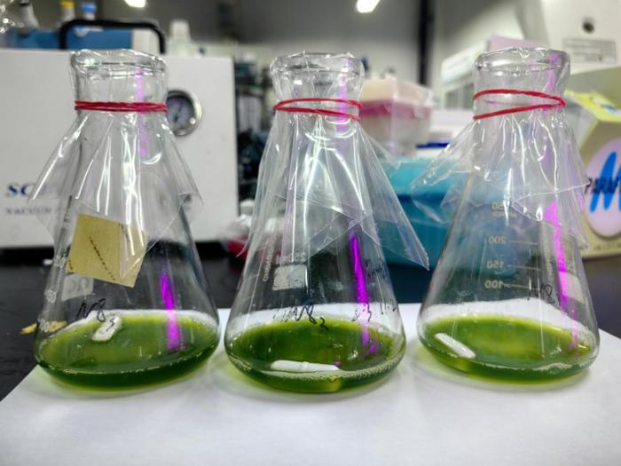 紹興上虞 科技創新驅動，秸稈變身高價值新材料，譜寫綠色經濟新篇章